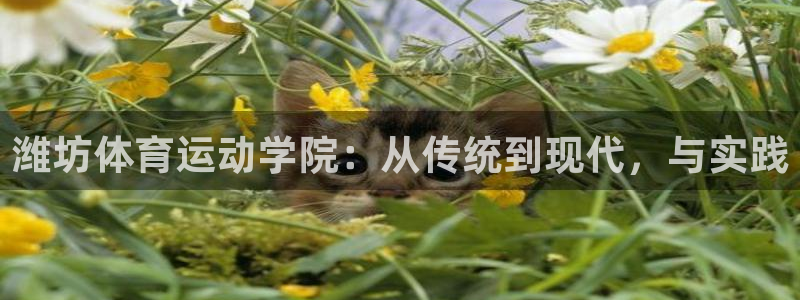 3377体育官方正版app娱乐40996：潍坊体育运动学院：